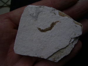 Fisch frisst Fisch aus dem Pleistozän von El Salvador