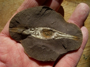 Shark egg with yolk and embryo remains