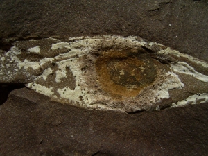 Shark egg with yolk and embryo remains