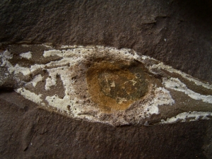 Shark egg with yolk and embryo remains