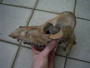 Schweine Schädel aus dem Pleistozän USA