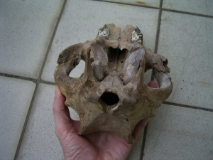 Schweine Schädel aus dem Pleistozän USA