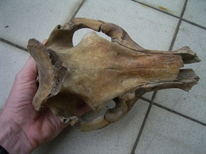 Schweine Schädel aus dem Pleistozän USA