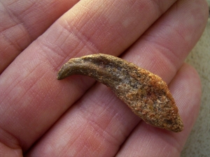 Flugsaurier Hand-Kralle