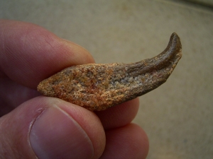 Flugsaurier Hand-Kralle