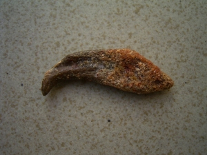 Flugsaurier Hand-Kralle