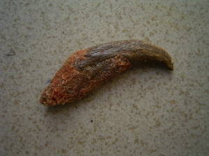Flugsaurier Hand-Kralle