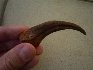 Große Dinosaurier-Sichelkralle vom Raptor