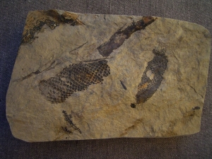 Zapfen aus dem Keuper von Werneck