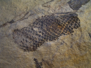 Zapfen aus dem Keuper von Werneck