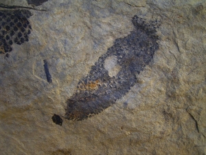 Zapfen aus dem Keuper von Werneck