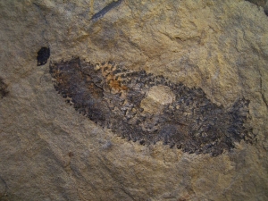 Zapfen aus dem Keuper von Werneck