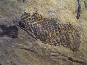 Zapfen aus dem Keuper von Werneck