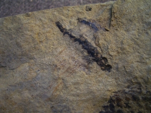 Zapfen aus dem Keuper von Werneck