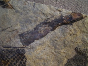 Zapfen aus dem Keuper von Werneck