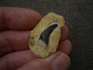 Big sized triassic Nothosaur tooth lower Muschelkalk