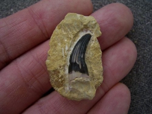 Großer Nothosaurus Zahn Unterer Muschelkalk