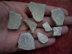 Saltasaurus Eierschalen # 3