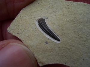 Nothosaurus Zahn aus dem unteren (!) Muschelkalk