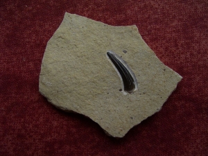 Nothosaurus Zahn aus dem unteren (!) Muschelkalk