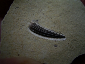 Nothosaurus Zahn aus dem unteren (!) Muschelkalk