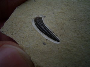 Nothosaurus Zahn aus dem unteren (!) Muschelkalk