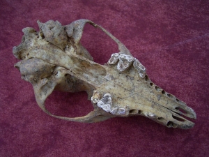 Fox skull from the cave