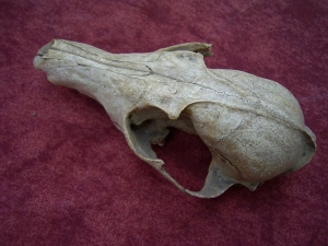 Fox skull from the cave # 2