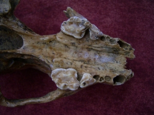 Badger skull from the cave