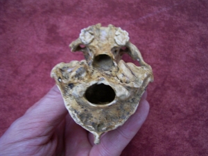 Badger skull from the cave
