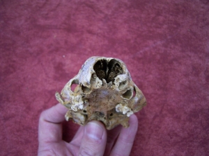 Badger skull from the cave