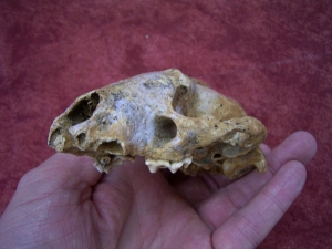Badger skull from the cave