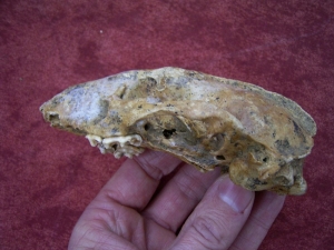 Badger skull from the cave