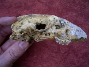 Badger skull from the cave