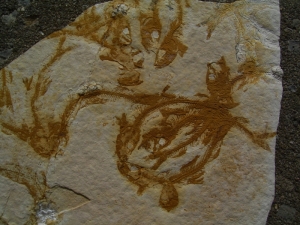 Fischli-Flinz aus Solnhofen