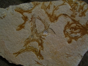 Fischli-Flinz aus Solnhofen