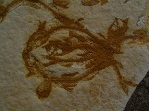 Fischli-Flinz aus Solnhofen
