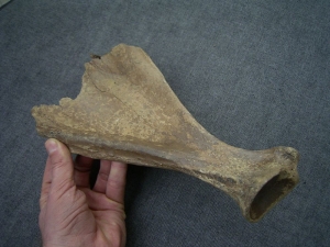 Scapula of Cervus elaphus