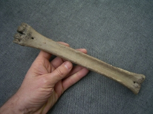 Rothirsch Mittelhandknochen