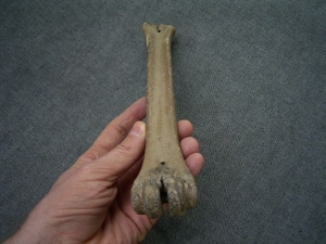 Rothirsch Mittelhandknochen