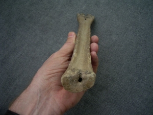 Rothirsch Mittelhandknochen