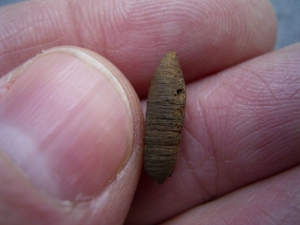 Insect Cocoon from cretaceous Triceratops carcass # 2