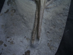 Ichthyosaurier Schädel aus Holzmaden