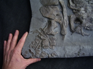 Ichthyosaurier Schädel aus Holzmaden