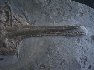 Ichthyosaurier Schädel aus Holzmaden