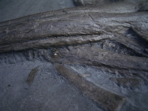 Ichthyosaurier Schädel aus Holzmaden