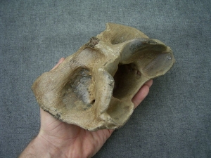 Riesenhirsch Atlaswirbel