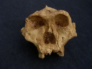 Australopithecus robustus SK 48