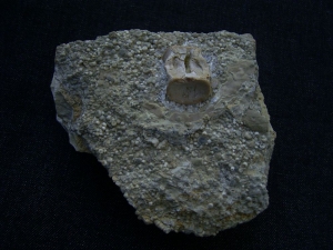Nothosaur vertebra