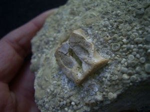 Nothosaur vertebra